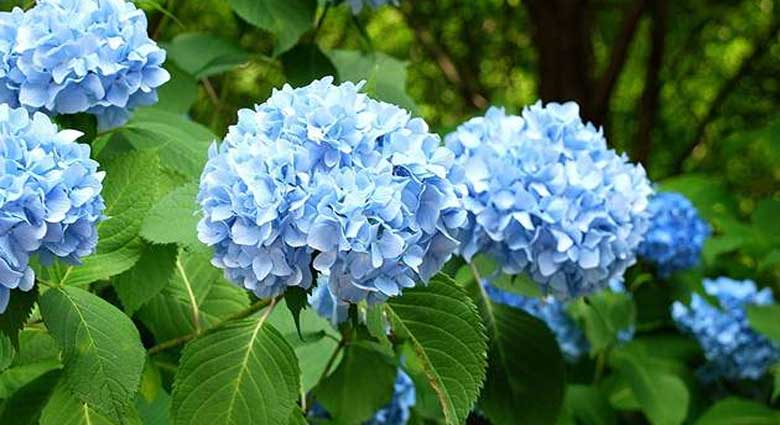 گل های آبی چیست و چگونه پرورش داده می شوند؟